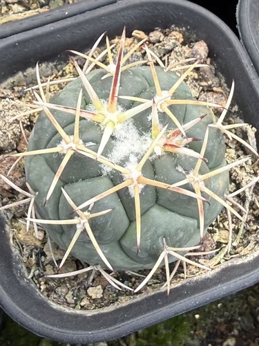 Rara pianta succulenta