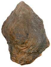 Silur Scyphocrinites elegans