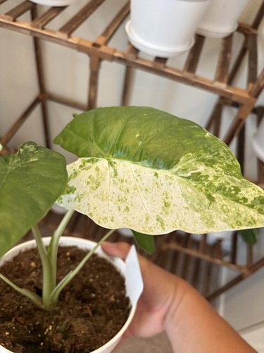 Alocasia odora batik - alocasia,
