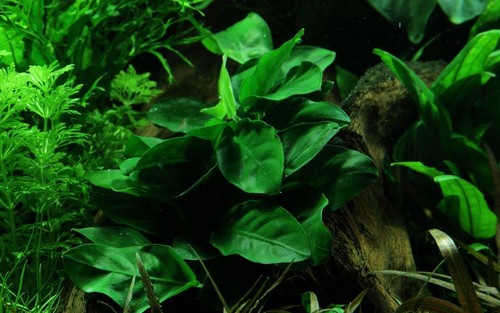 Acquario pianta anubias - pianta,