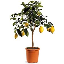 Limone pianta vaso 1 - limone, –