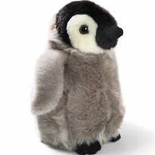 Carl Dick Pinguino cucciolo in