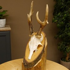 Corna di Cervo Grandi Palchi