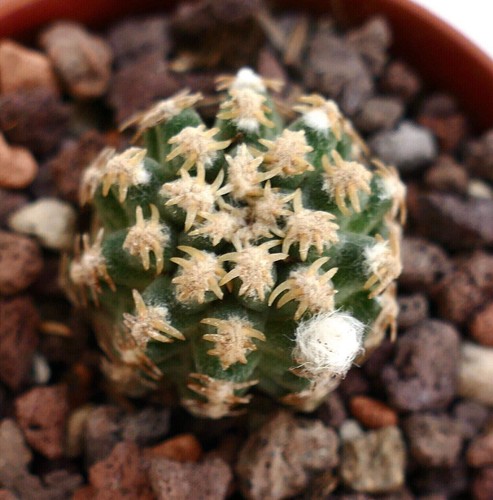 Pediocactus peeblesianus