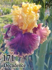 1 Rizoma Iris Germanica