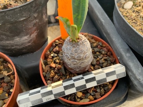 225 euphorbia pachypodioides - euphorbia,