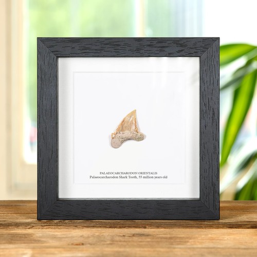 Palaeocarcharodon shark tooth - palaeocarcharodon,