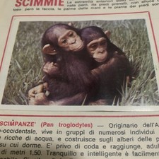 FIGURINA N. 36 ANIMALI ED