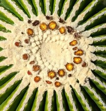 Echinocactus grusonii var