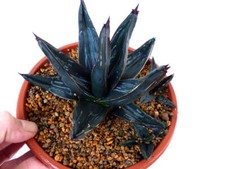 Agave victoriae-reginae cv