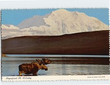 Cartolina Alce al magnifico