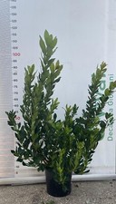 PIANTA DI CORBEZZOLO ARBUTUS