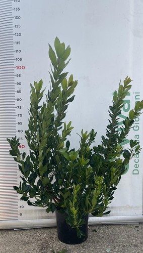 Pianta corbezzolo arbutus - pianta, di