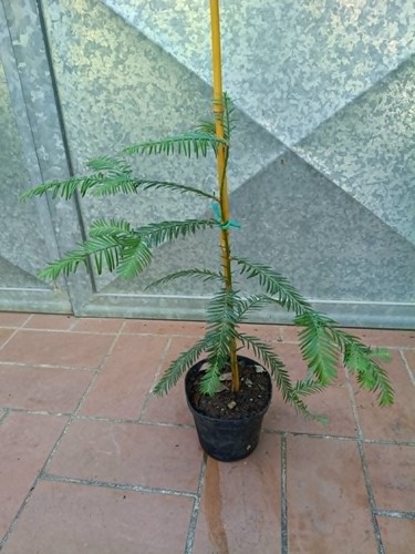 Pianta sequoia sempervirens - pianta, h