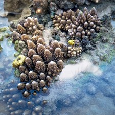 10 Pezzi Acquario Serbatoio