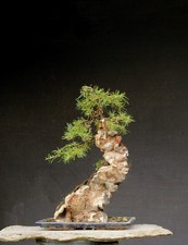 Bonsai larice resistente - di,