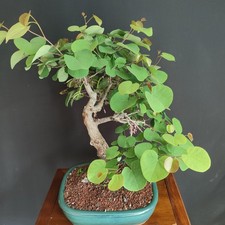 BONSAI  DI ALBERO DI GIUDA