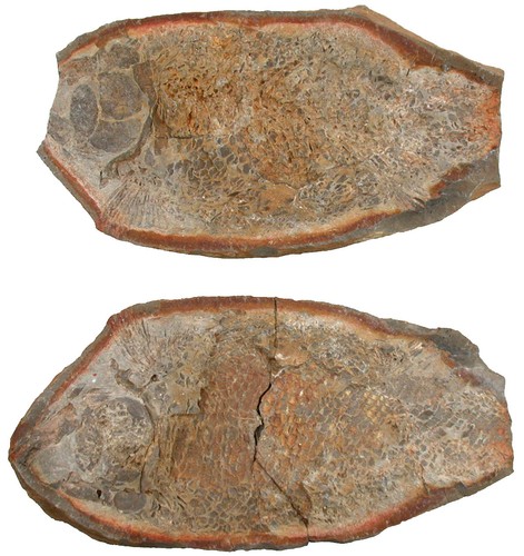Trias parasemionotus labordei - trias,