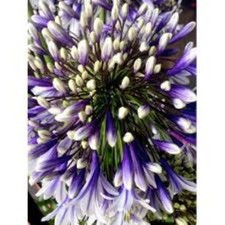Agapanthus 'Fuochi