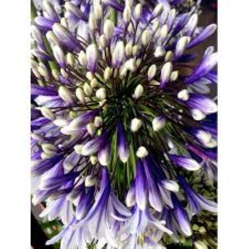 Agapanthus fuochi - agapanthus, 'fuochi