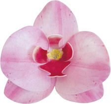 Fiori 10 Orchidee in Cialda