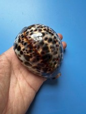 Cypraea tigris - |,