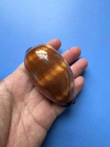 Cypraea talpa f - 81,9,