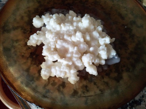 Granuli kefir latte - kefir,