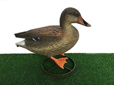 Germano con base, uccello in