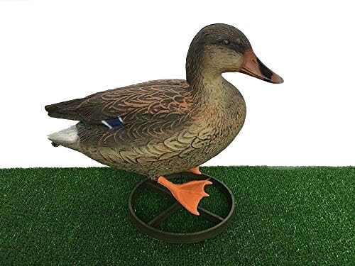 Germano con base uccello in - uccello,