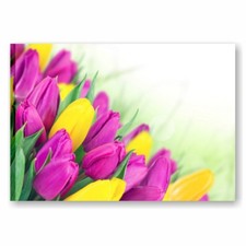 Colored tulips 3 QUADRO SU