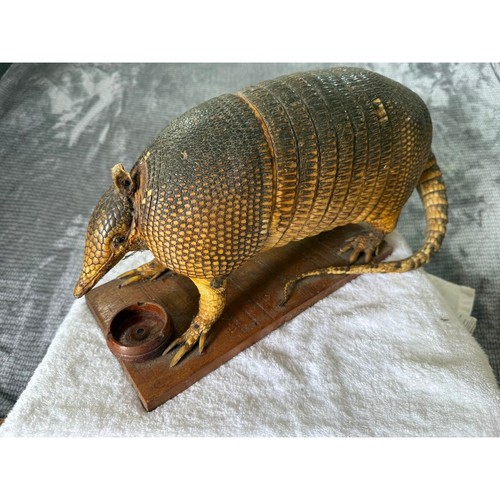 Armadillo tassidermia vintage