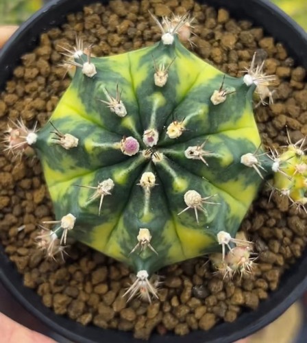 Gymnocalycium mihanovichi