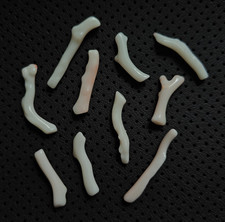 10 Pezzi Bianco Corallo Grezzo