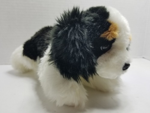 Cavalier king charles spaniel - cavalier,