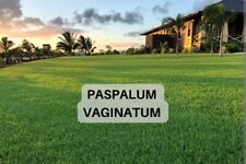 PASPALUM VAGINATUM prato 5 Conf. da 104 Piante (Tot 520) 25 Mq Tipo Gramignone 