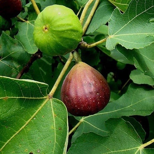 Foglie fico essiccate ficus - essiccate,