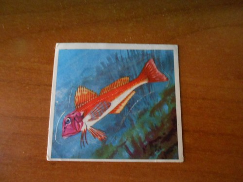 Figurina animali 204 - figurina,