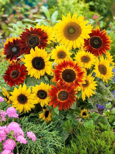 Miscela semi girasole - girasole, 10+
