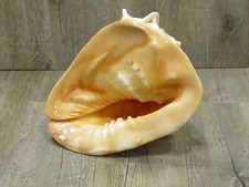 CONCHIGLIA Naturale 22  cm
