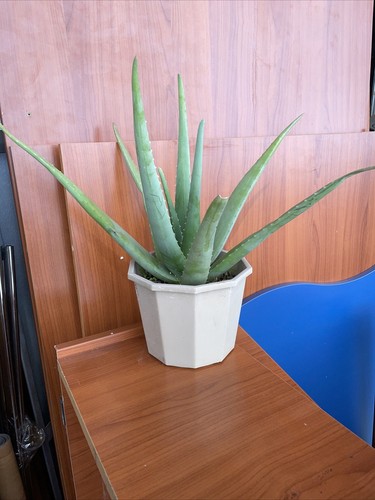 Piante aloe vera - di,