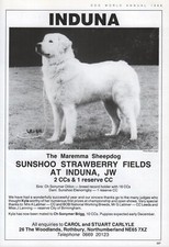 MAREMMA DOG 1988 DOG BREED