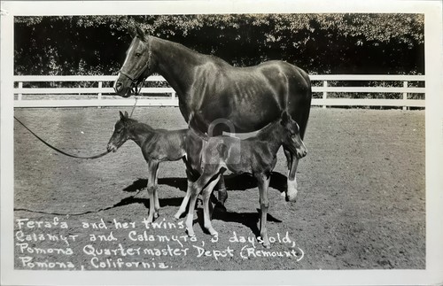 1940 cavallo arabo ferafa - 1940,