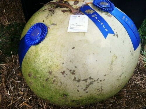 Zucca fiasco gigante - zucca,