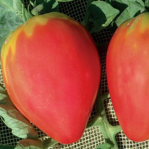 Pomodoro cuor bue numero - bue,