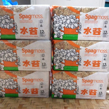 Pianta di orchidea vivaio