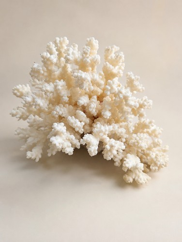 Corallo bianco naturale - bianco,
