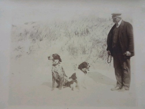 Photos épagneul breton et - Épagneul,