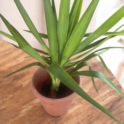 Yucca
