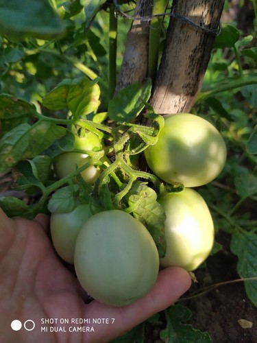 Pomodoro siccagno - pomodoro,